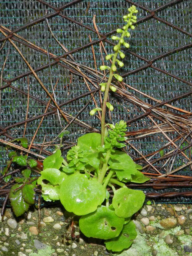 Umbilicus cfr. rupestris